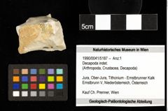 Foto (Objekt + Etiketten) von Decapoda indet. 